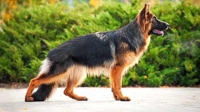 Dog Breed: German Shepherd Parenting – A Comprehensive Guide 16