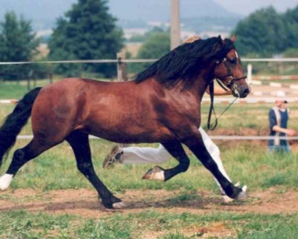 Leonharder Horse Breed 10