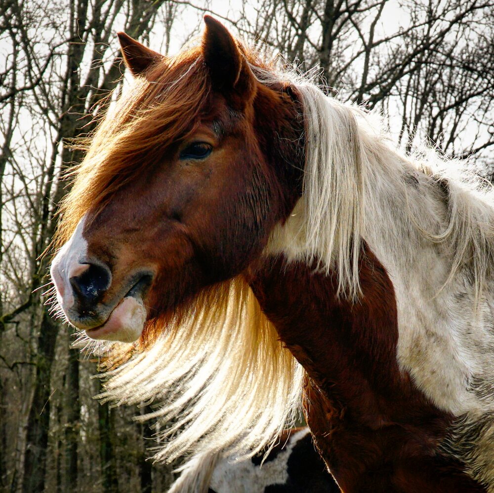 Aegidienberger Horse Breed 10 Aegidienberger Horse Breed 10