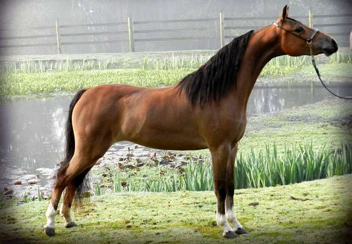 American Shetland Pony 9 American Shetland Pony 9