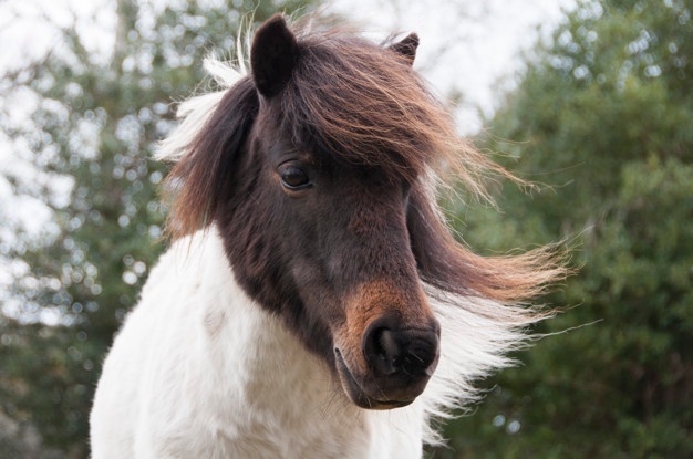 New Forest Pony 9 New Forest Pony 9