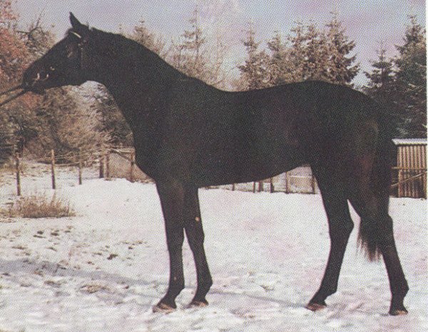 Leonharder Horse Breed 11
