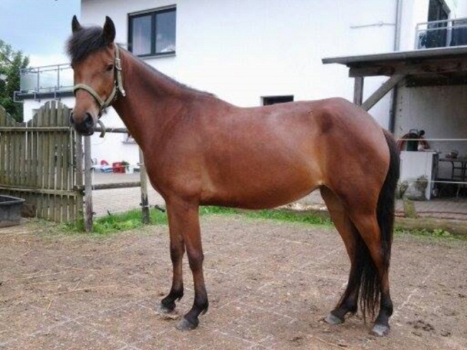 Aegidienberger Horse Breed 9 Aegidienberger Horse Breed 9