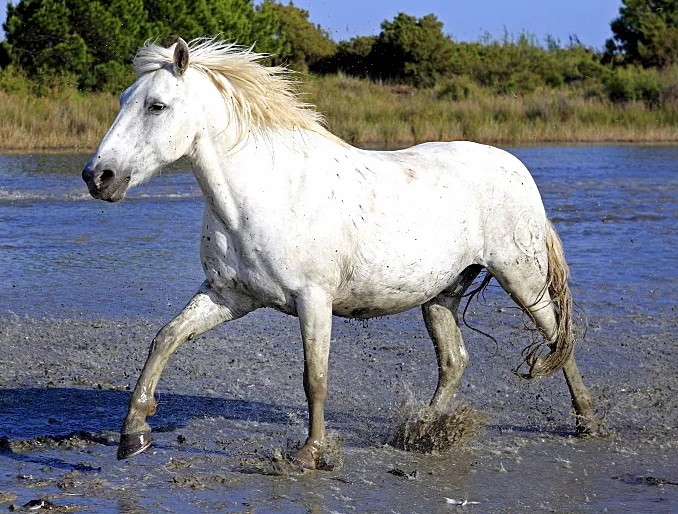 Camargue Horses 9