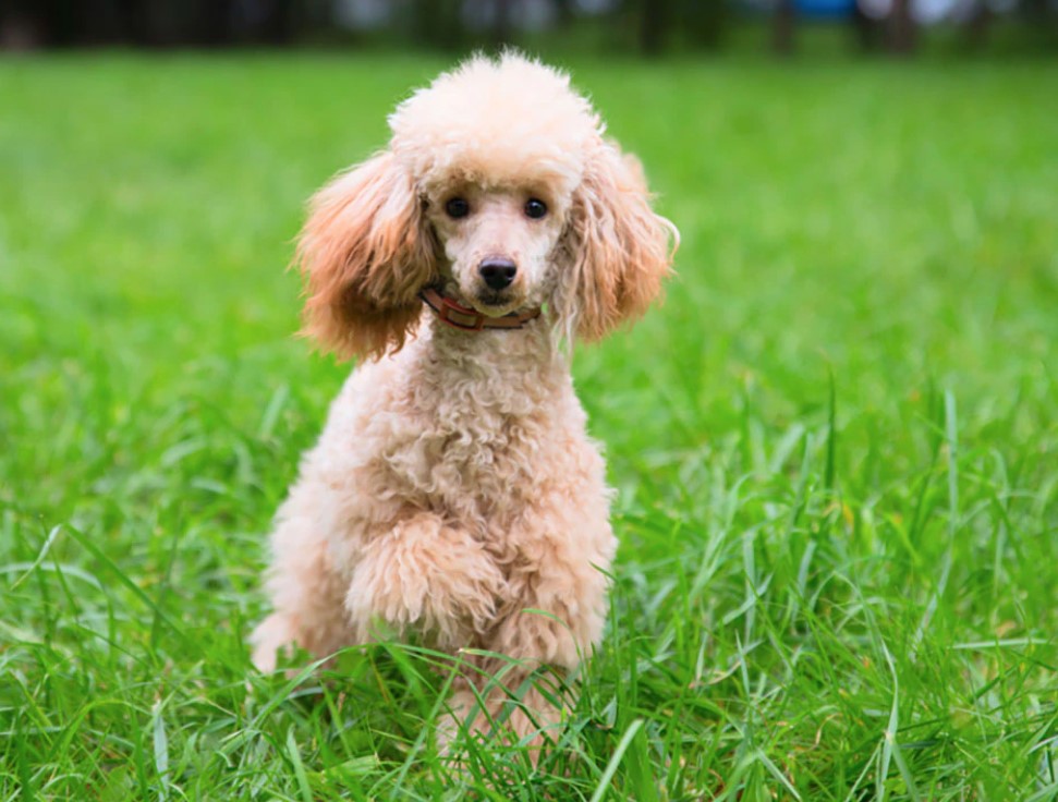 Dog Breed: Poodle Parenting- A Сomprehensive Guide 23 Dog Breed: Poodle Parenting- A Сomprehensive Guide 20