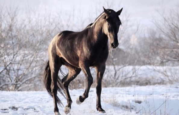 Murgese Horse Breed 9 Murgese Horse Breed 9