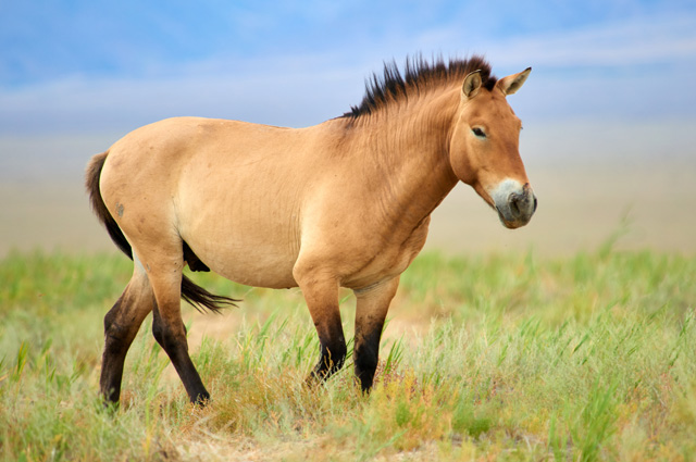 Przewalski's Horse 8