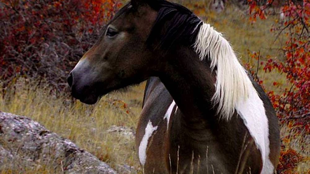 Murgese Horse Breed 10 Murgese Horse Breed 10