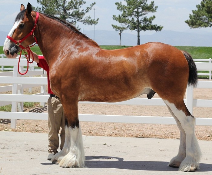Clydesdale Horse 9