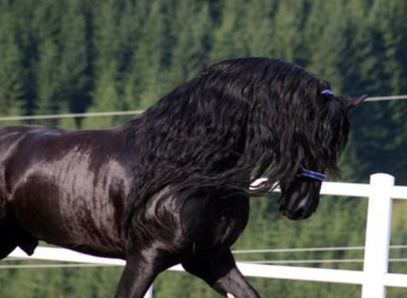 Murgese Horse Breed 11 Murgese Horse Breed 11