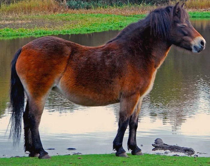 Exmoor Pony 8