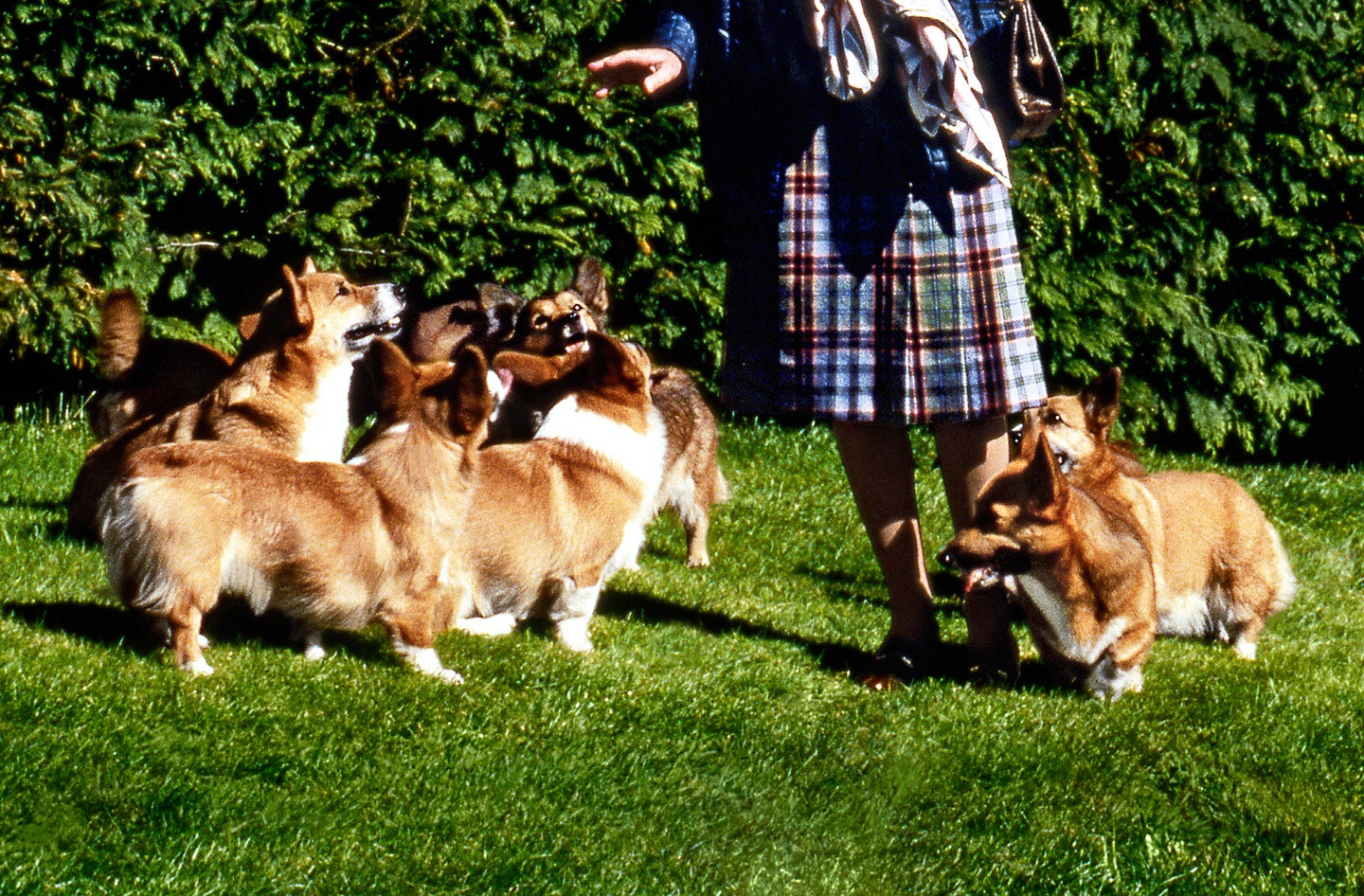 A Panorama of The Queen and Royal Corgis 56