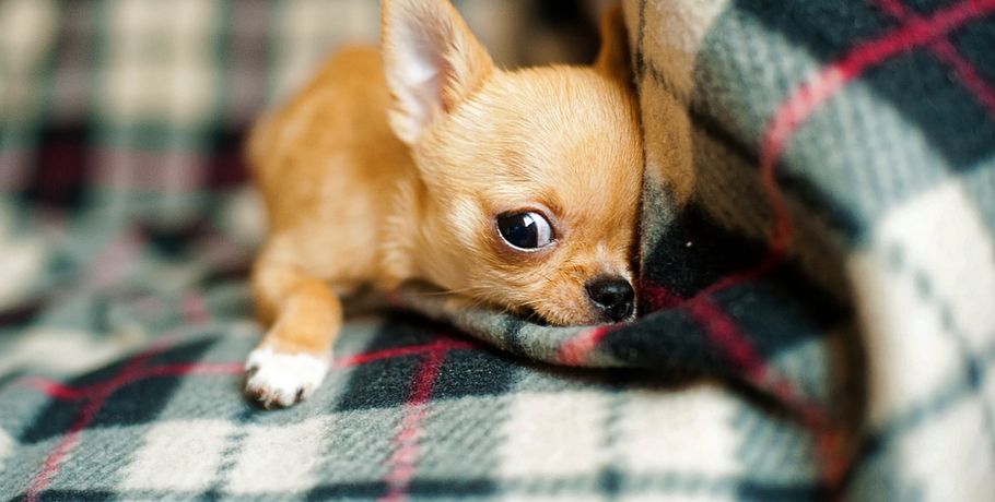 Dog Breed: Chihuahua Parenting – A Comprehensive Guide 11