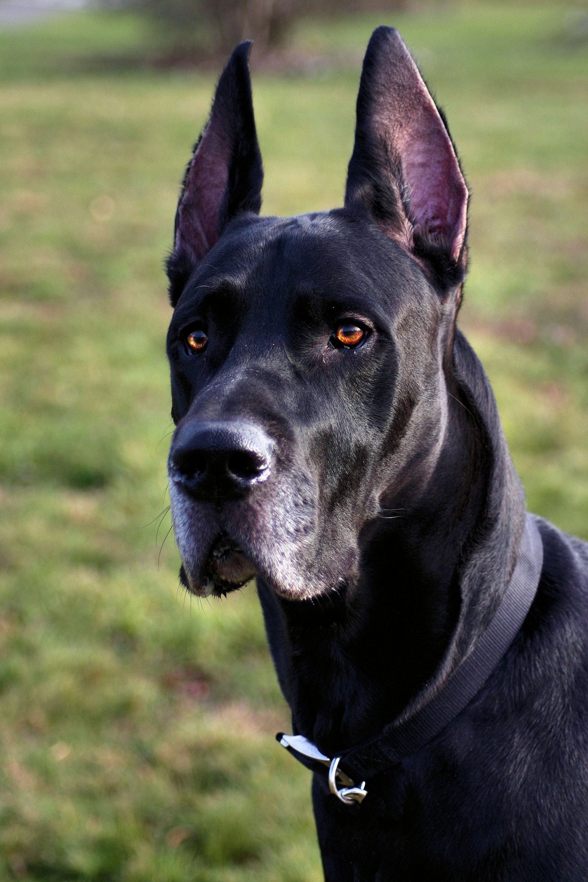 Dog Breed: Great Dane Parenting – A Comprehensive Guide 18