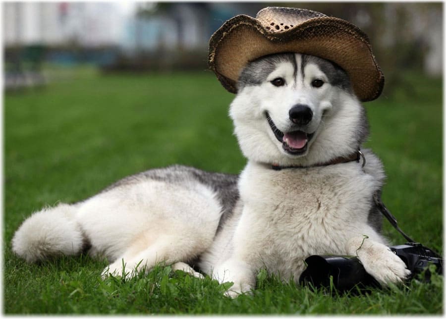 Dog Breed: Alaskan Malamute Parenting – A Comprehensive Guide 17 Dog Breed: Alaskan Malamute Parenting – A Comprehensive Guide 17