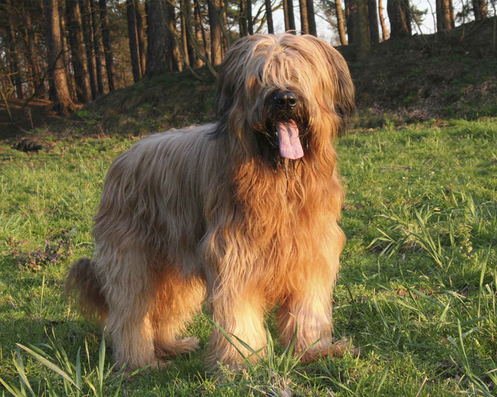 Dog Breed: Briard Parenting – A Comprehensive Guide 14 Dog Breed: Briard Parenting – A Comprehensive Guide 14