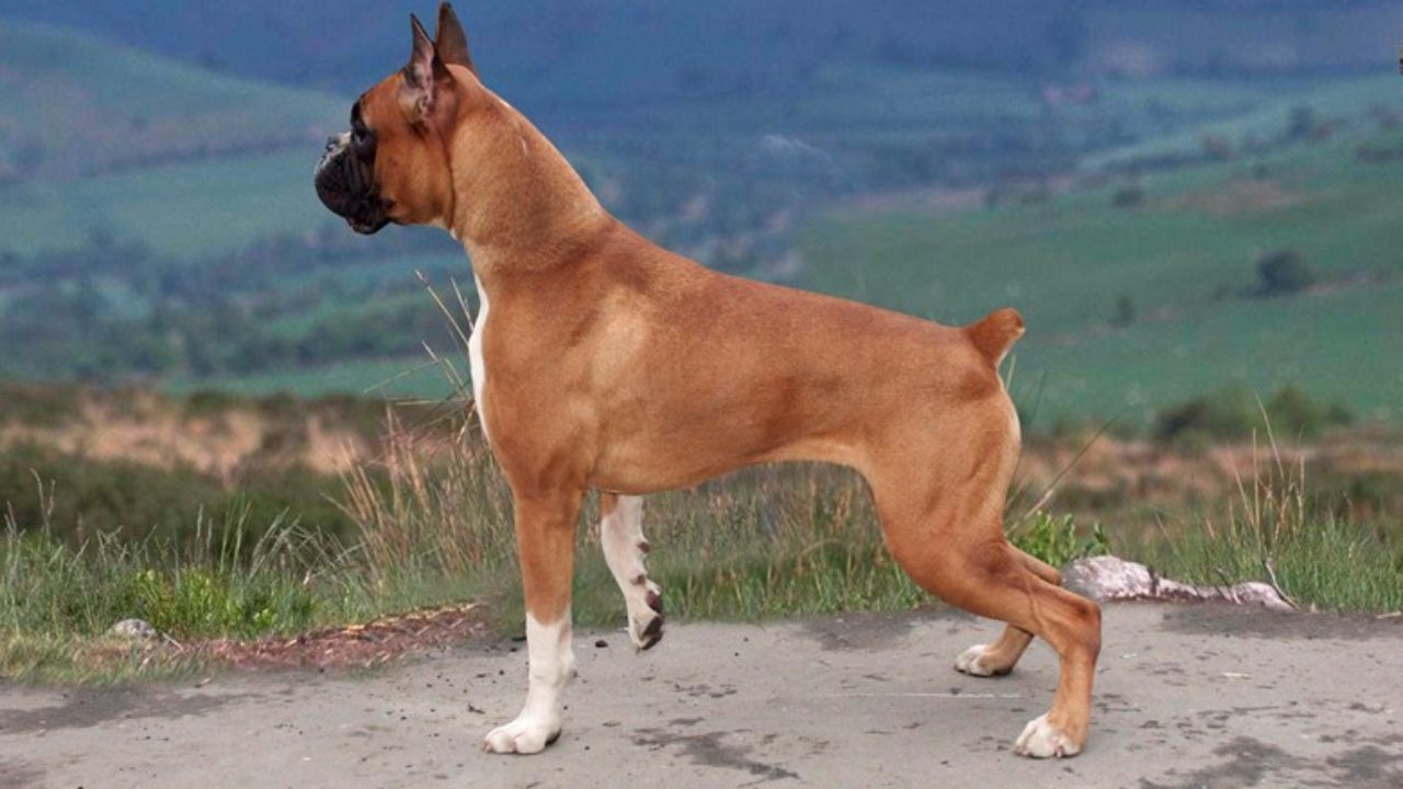 Dog Breed: German Boxer Parenting – A Comprehensive Guide 14