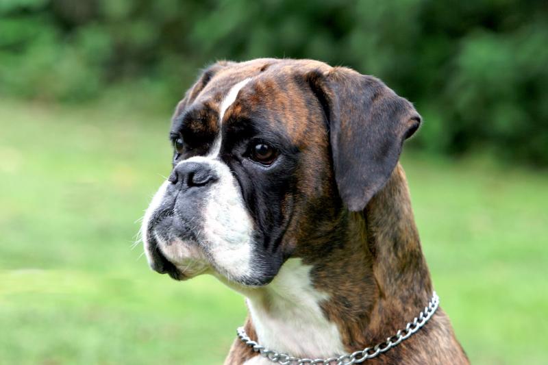 Dog Breed: German Boxer Parenting – A Comprehensive Guide 15