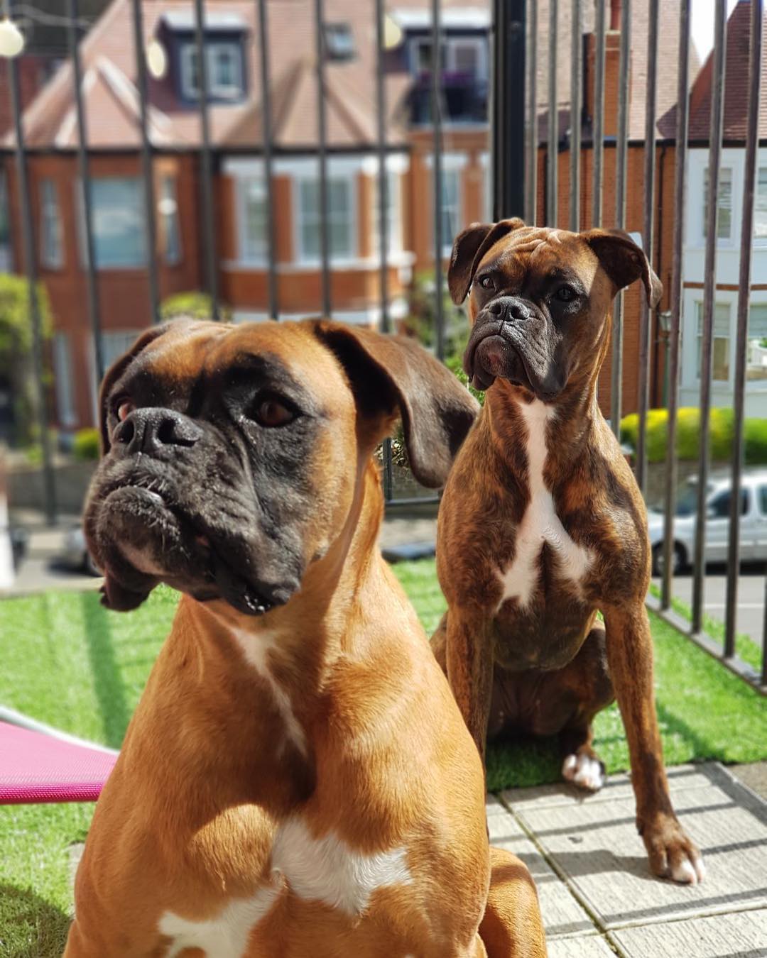 Dog Breed: German Boxer Parenting – A Comprehensive Guide 17