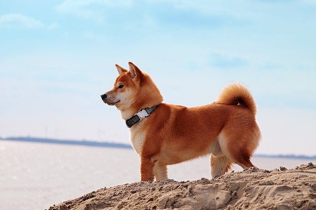 Dog Breed: Shiba Inu Parenting – A Comprehensive Guide 14