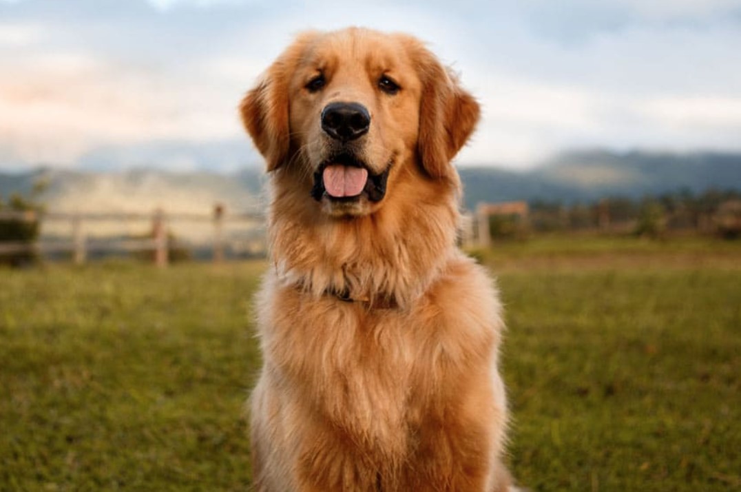 Dog Breed: Golden Retriever Parenting – A Comprehensive Guide 14