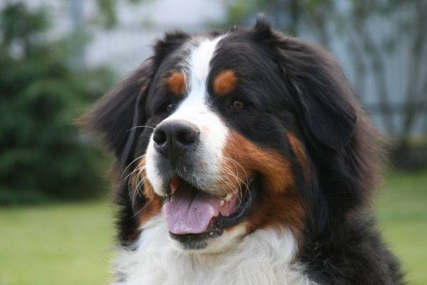 Dog Breed: Bernese Mountain Dog Parenting – A Comprehensive Guide 14 Dog Breed: Bernese Mountain Dog Parenting – A Comprehensive Guide 14