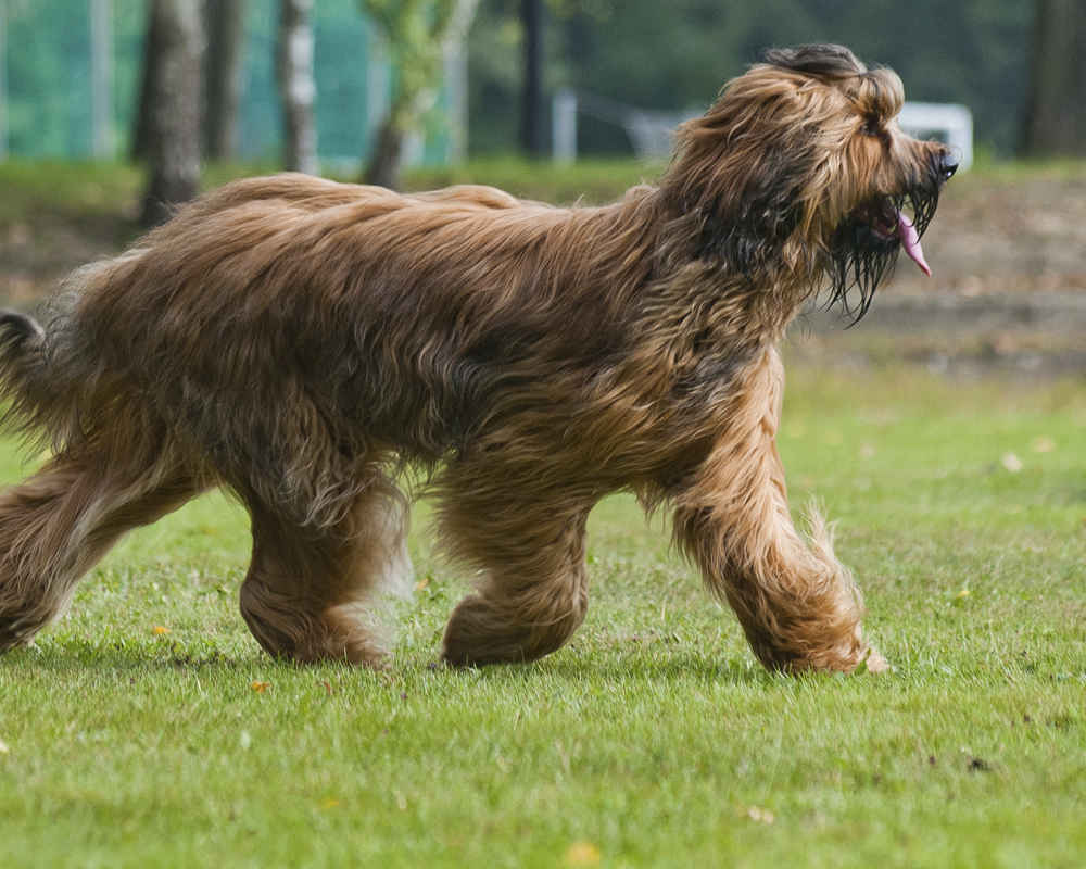 Dog Breed: Briard Parenting – A Comprehensive Guide 15 Dog Breed: Briard Parenting – A Comprehensive Guide 15