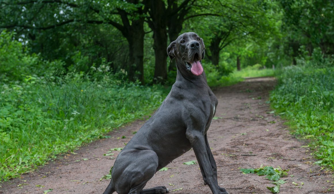 Dog Breed: Great Dane Parenting – A Comprehensive Guide 15