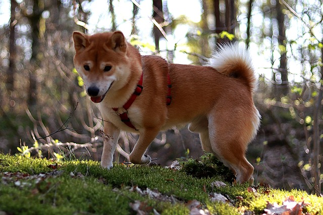 Dog Breed: Shiba Inu Parenting – A Comprehensive Guide 15