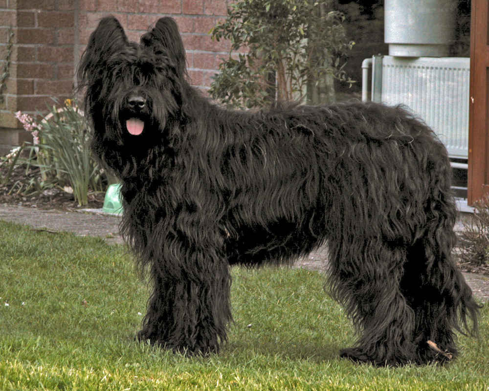 Dog Breed: Briard Parenting – A Comprehensive Guide 16 Dog Breed: Briard Parenting – A Comprehensive Guide 16