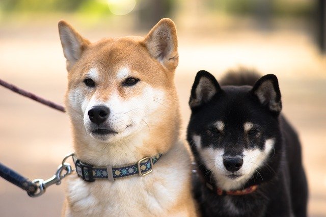 Dog Breed: Shiba Inu Parenting – A Comprehensive Guide 16