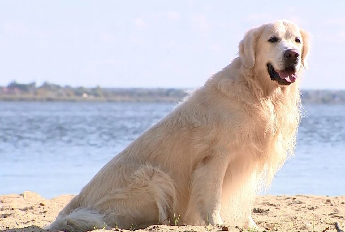 Dog Breed: Golden Retriever Parenting – A Comprehensive Guide 16