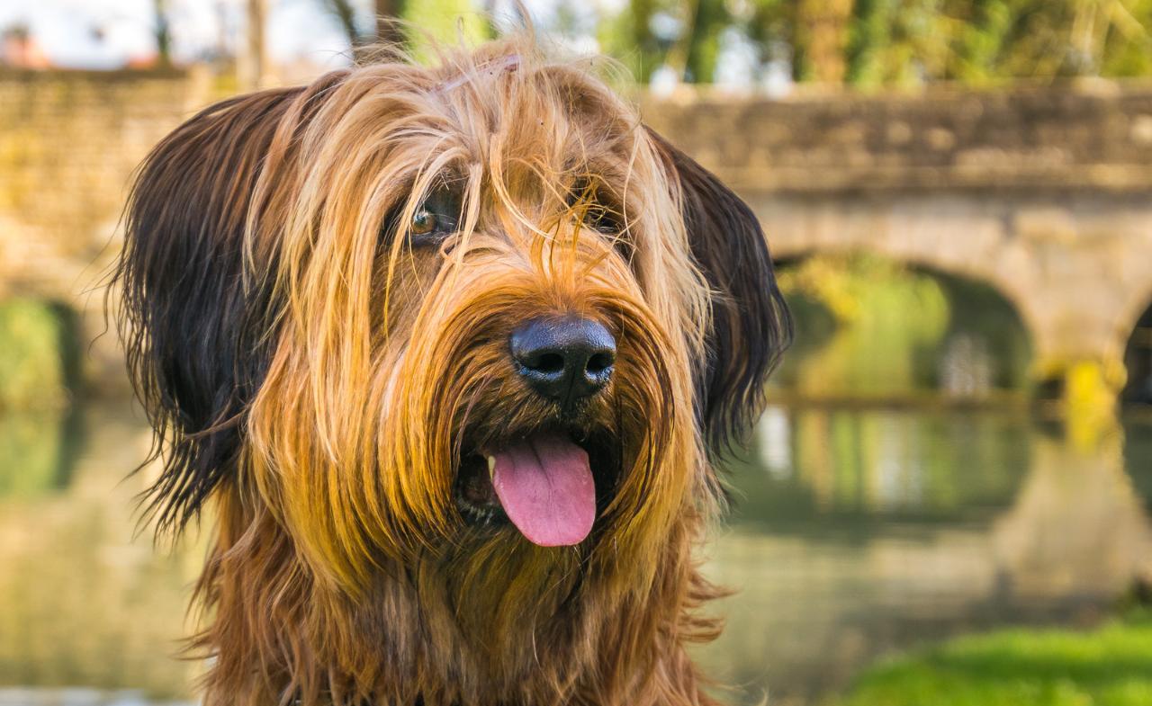 Dog Breed: Briard Parenting – A Comprehensive Guide 13 Dog Breed: Briard Parenting – A Comprehensive Guide 13