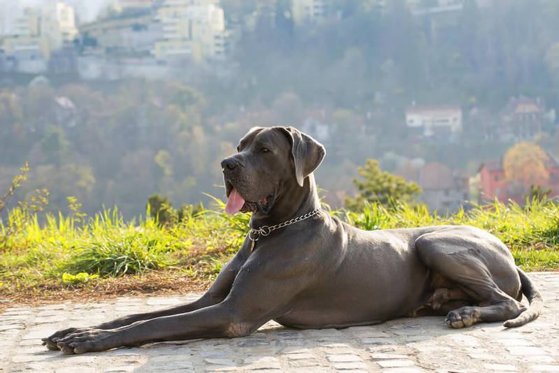 Dog Breed: Great Dane Parenting – A Comprehensive Guide 13