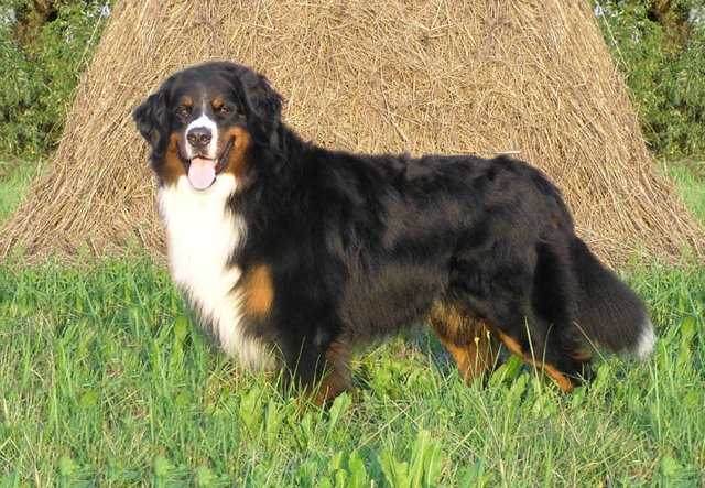 Dog Breed: Bernese Mountain Dog Parenting – A Comprehensive Guide 17 Dog Breed: Bernese Mountain Dog Parenting – A Comprehensive Guide 17