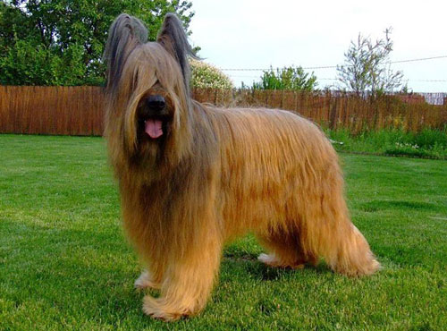 Dog Breed: Briard Parenting – A Comprehensive Guide 17 Dog Breed: Briard Parenting – A Comprehensive Guide 17