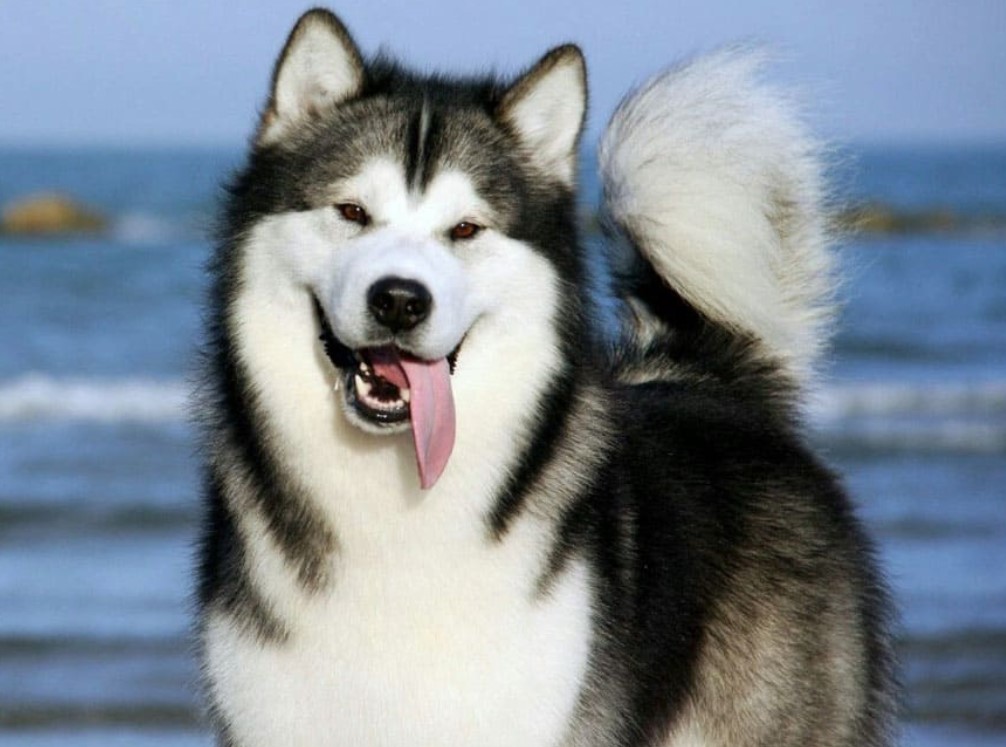 Dog Breed: Alaskan Malamute Parenting – A Comprehensive Guide 18 Dog Breed: Alaskan Malamute Parenting – A Comprehensive Guide 18