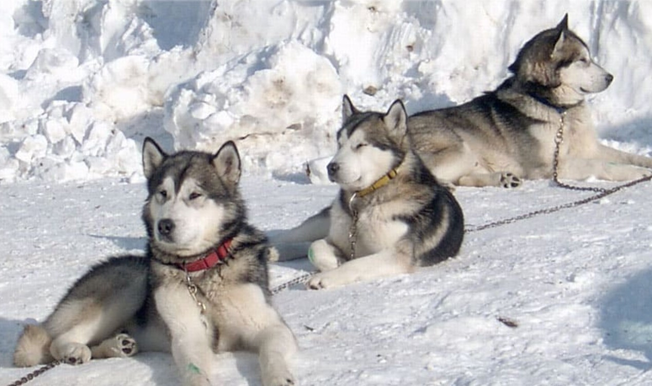 Dog Breed: Alaskan Malamute Parenting – A Comprehensive Guide 23 Dog Breed: Alaskan Malamute Parenting – A Comprehensive Guide 23