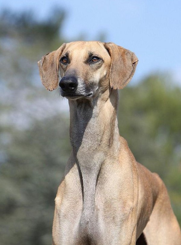 Dog Breed: Sloughi Dog Parenting – A Comprehensive Guide 15 Dog Breed: Sloughi Dog Parenting – A Comprehensive Guide 15