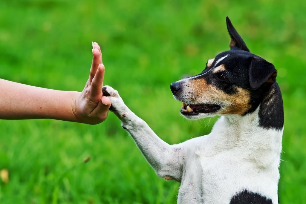 Understand Problematic Dog Behavior 11 Understand Problematic Dog Behavior 11