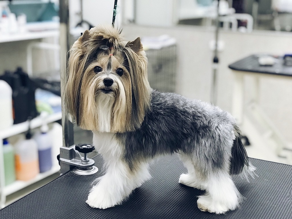 Dog Grooming - Everything You Need to Know 17 Dog Grooming - Everything You Need to Know 17