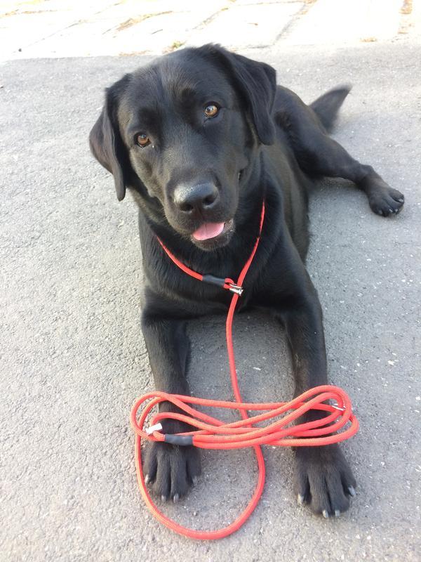 Anti Bark Collar for Dogs 14 Anti Bark Collar for Dogs 14