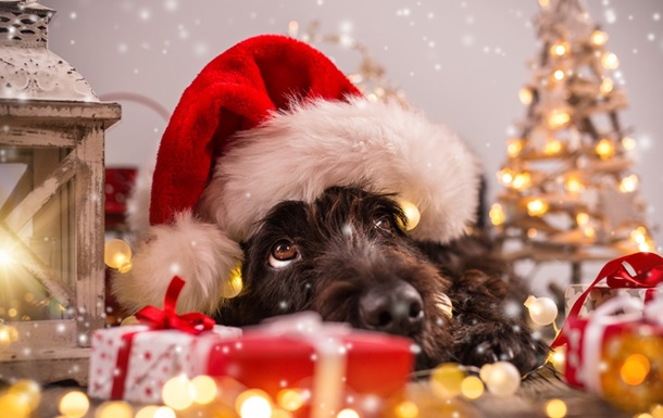 New Year's Eve with the Dog - Start the New Year with no Firecrackers 13 New Year's Eve with the Dog - Start the New Year with no Firecrackers 13