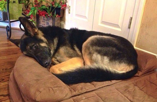 Dog Sleeps with Eyes Open – These are the Causes 14 Dog Sleeps with Eyes Open – These are the Causes 14