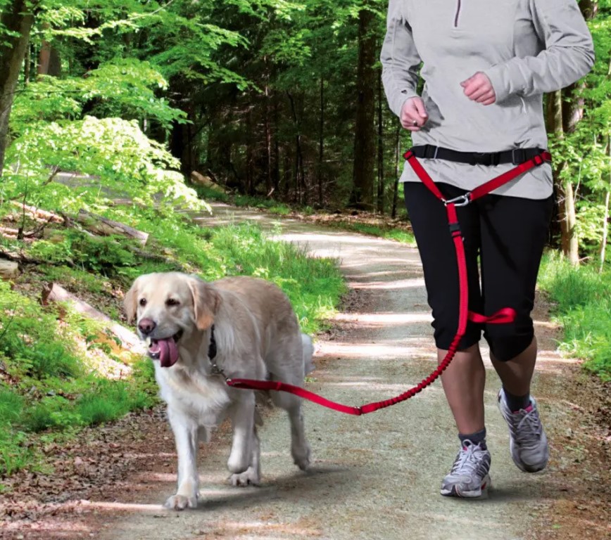 Leash Aggression in Dogs Causes and Measures