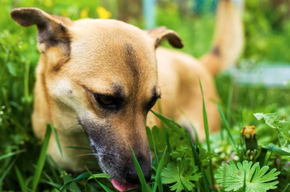 Food Envy in the Dog 23 Food Envy in the Dog 23