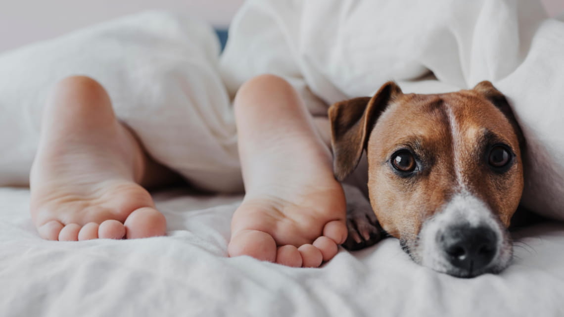 How Long Do Dogs Sleep? 13 How Long Do Dogs Sleep? 13