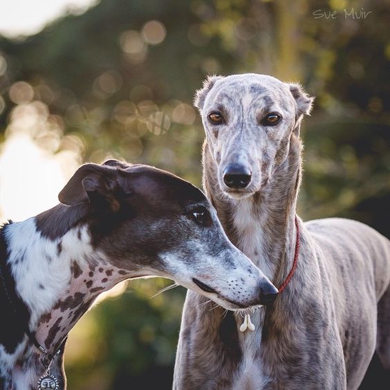 Dog Breed: Greyhound Parenting – A Comprehensive Guide 13