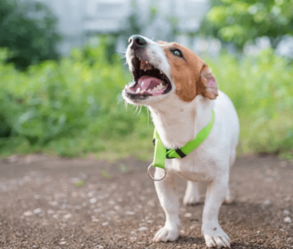 Dog Keeps Barking - This Can Mean It 20 Dog Keeps Barking - This Can Mean It 20