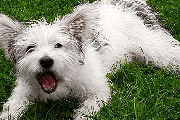 Dog Barks at Other Dogs - These are the Reasons 19